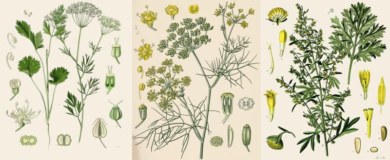 Anise Fennel Wormwood